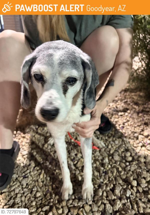 Found/Stray Male Dog last seen Canyon trails and cotton lane, Goodyear, AZ 85338