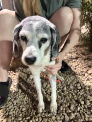 Found/Stray Male Dog last seen Canyon trails and cotton lane, Goodyear, AZ 85338