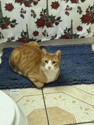 Lost Male Cat last seen 85th st S Burnham Avw, Chicago, IL 60617