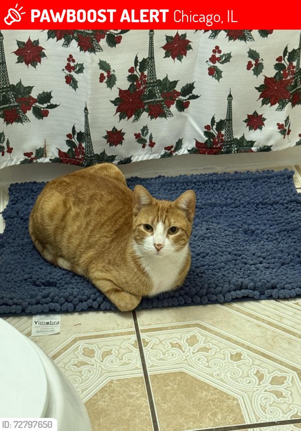 Lost Male Cat last seen 85th st S Burnham Avw, Chicago, IL 60617