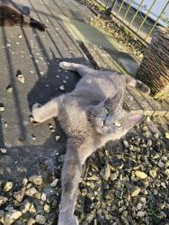 Lost Female Cat last seen One stop oakley, Oakley, England RG23 7JY