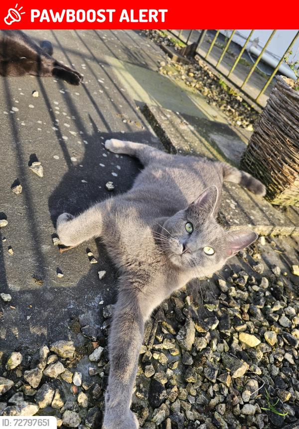 Lost Female Cat last seen One stop oakley, Oakley, England RG23 7JY