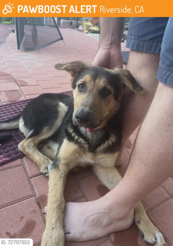 Found/Stray Female Dog last seen Victoria Bridge, Riverside, CA 92506