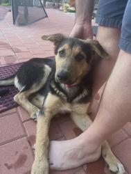 Found/Stray Female Dog last seen Victoria Bridge, Riverside, CA 92506