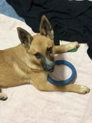 Found/Stray Female Dog last seen Fallbrook Dr and W. Orange Rd, Santa Ana, CA 92701