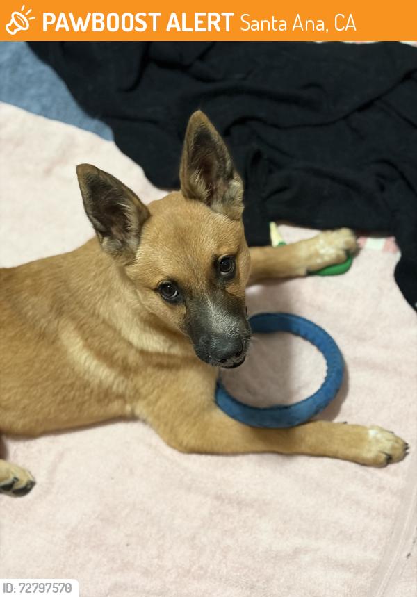 Found/Stray Female Dog last seen Fallbrook Dr and W. Orange Rd, Santa Ana, CA 92701