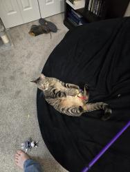 Lost Male Cat last seen Chambers and Dartmouth, Aurora, CO 80014