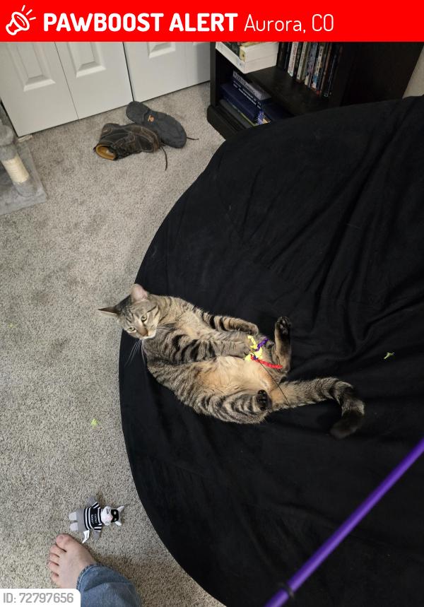 Lost Male Cat last seen Chambers and Dartmouth, Aurora, CO 80014