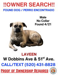 Found/Stray Male Dog last seen 51st ave and dobbins, Phoenix, AZ 85339