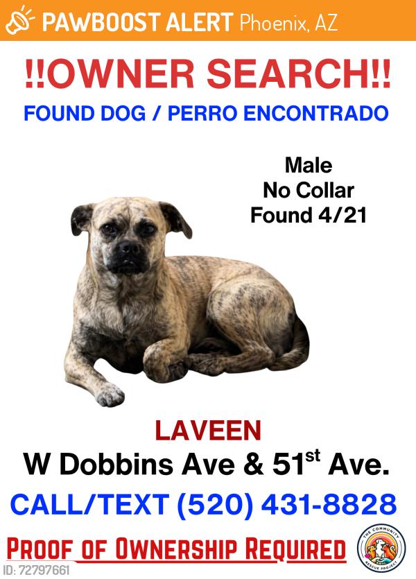 Found/Stray Male Dog last seen 51st ave and dobbins, Phoenix, AZ 85339