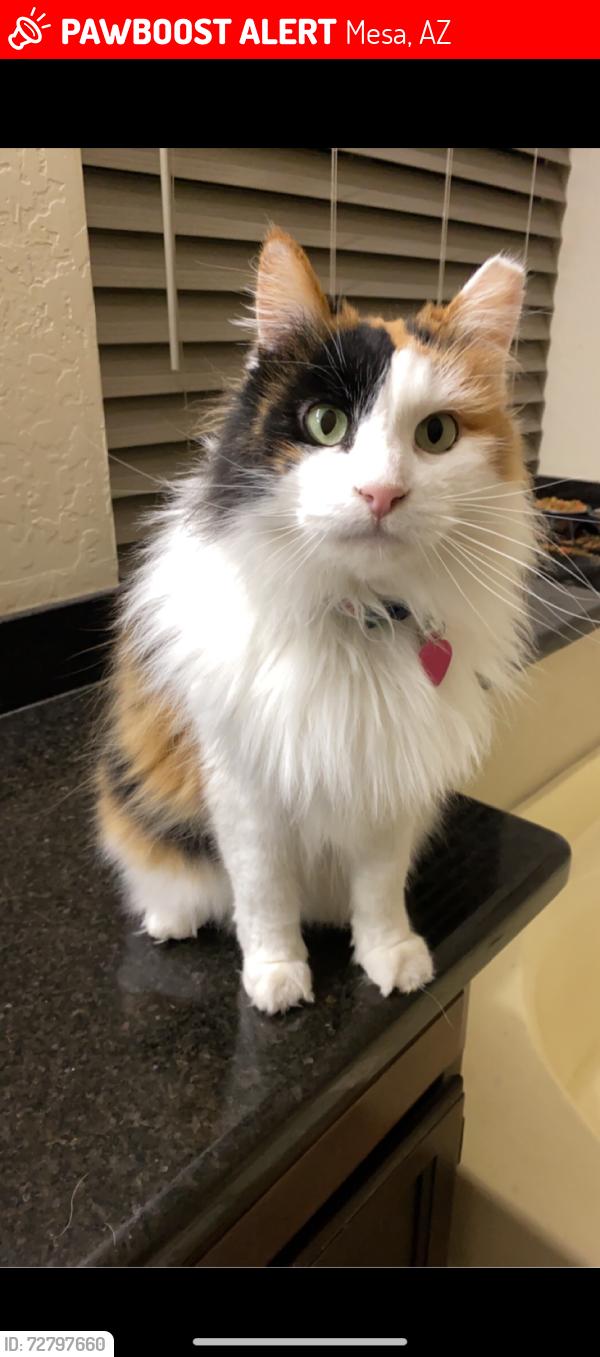 Lost Female Cat last seen Lindsay and Southern, Mesa, AZ 85204