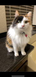 Lost Female Cat last seen Lindsay and Southern, Mesa, AZ 85204