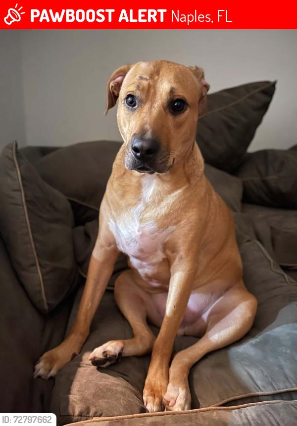 Lost Male Dog last seen Golden Gate Boulervard, Naples, FL 34117