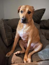 Lost Male Dog last seen Golden Gate Boulervard, Naples, FL 34117