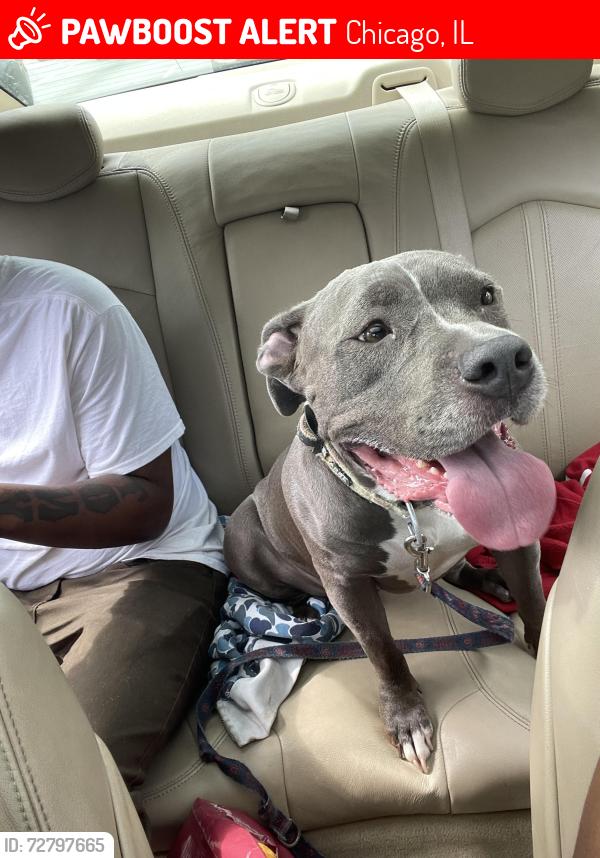 Lost Female Dog last seen Green bp gas station , Chicago, IL 60628