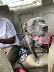 Lost Female Dog last seen Green bp gas station , Chicago, IL 60628