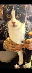 Lost Female Cat last seen Alburtis Ave / Dunning Ave, Santa Fe Springs, CA 90670