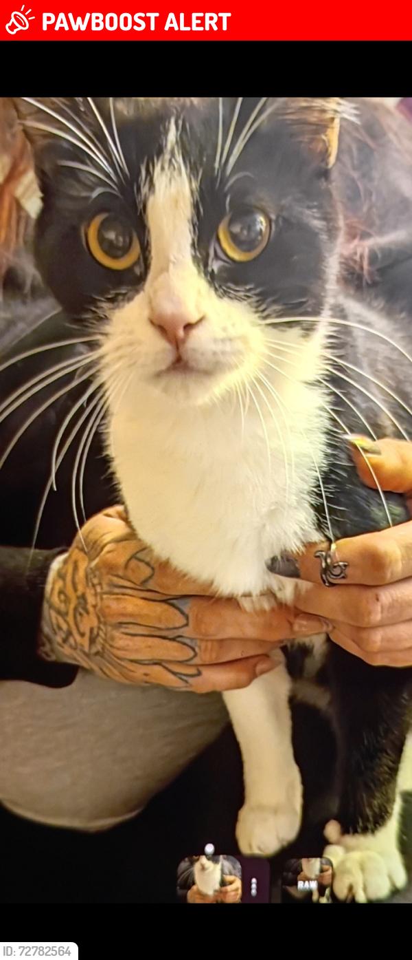 Lost Female Cat last seen Alburtis Ave / Dunning Ave, Santa Fe Springs, CA 90670