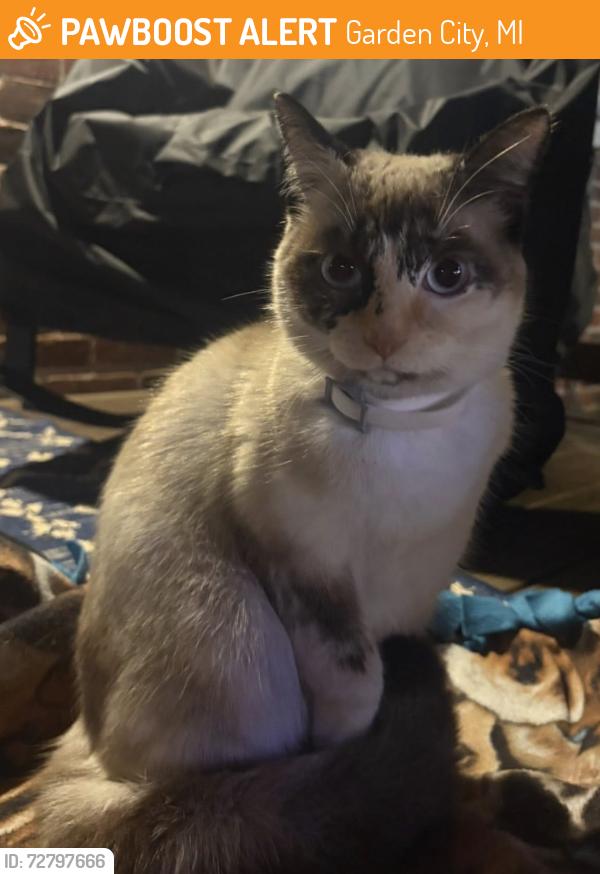 Found/Stray Unknown Cat last seen Garden city , Garden City, MI 48135