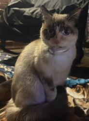 Found/Stray Unknown Cat last seen Garden city , Garden City, MI 48135