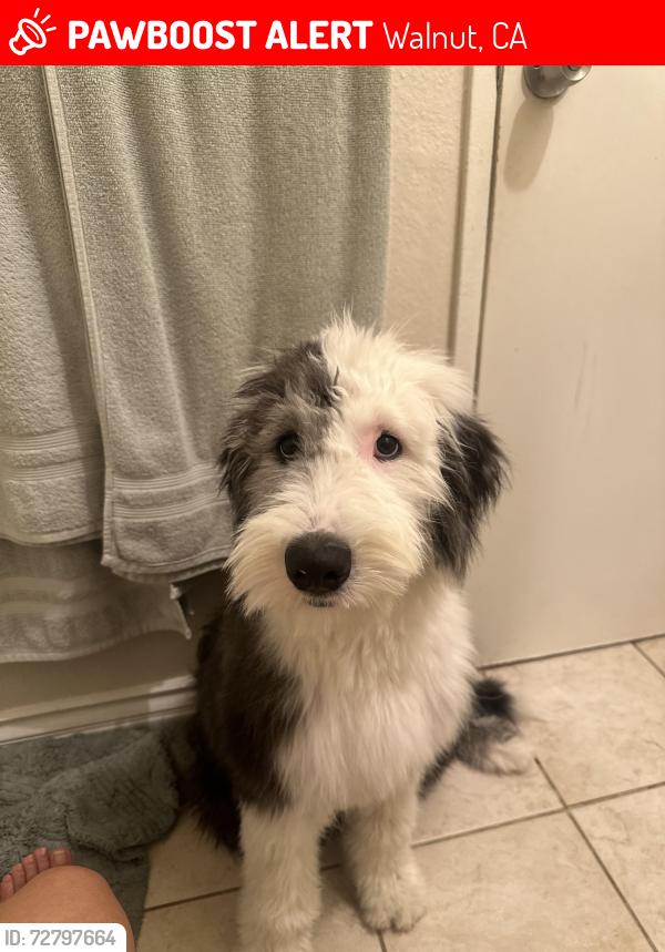 Lost Female Dog last seen La Puente Rd & Lemon Ave, Walnut, CA 91789
