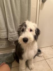 Lost Female Dog last seen La Puente Rd & Lemon Ave, Walnut, CA 91789