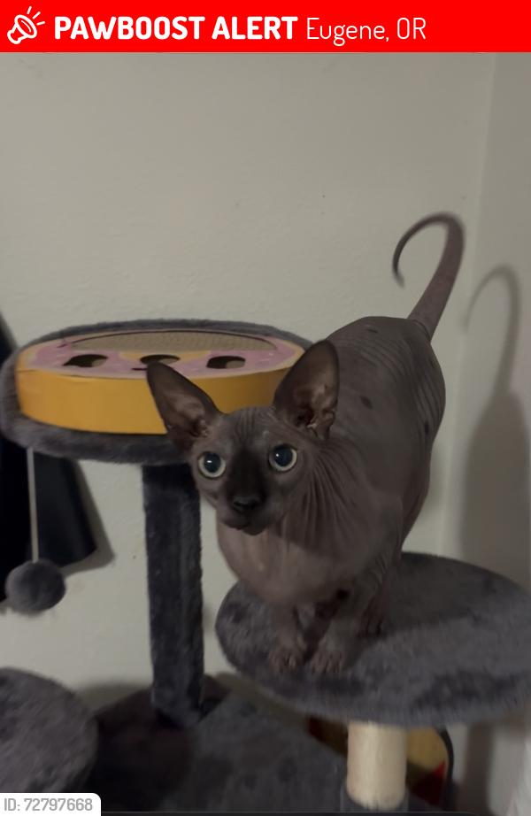 Lost Female Cat last seen Wagner and cubit, Eugene, OR 97402