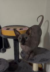 Lost Female Cat last seen Wagner and cubit, Eugene, OR 97402