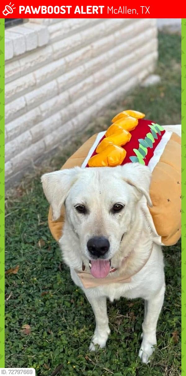 Lost Female Dog last seen 23rd st and helena ave , McAllen, TX 78503