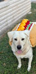 Lost Female Dog last seen 23rd st and helena ave , McAllen, TX 78503