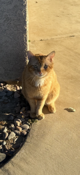 Lost Male Cat last seen Calle Conejo, Indio, CA 92201