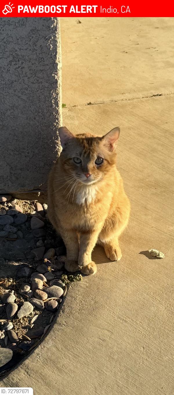 Lost Male Cat last seen Calle Conejo, Indio, CA 92201