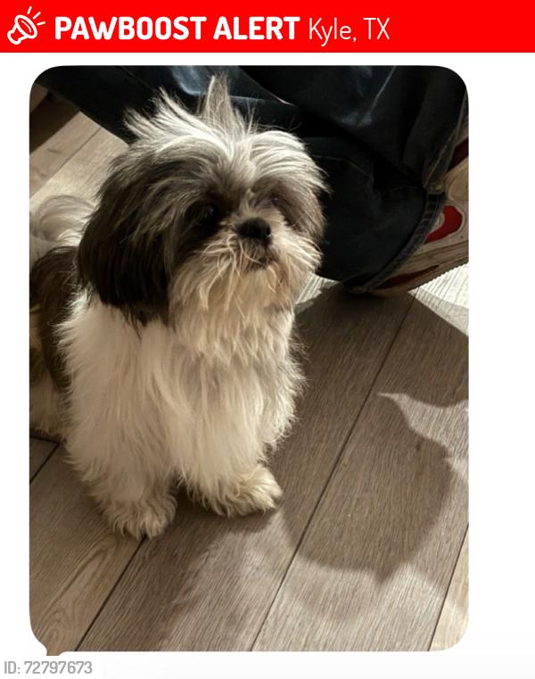 Lost Male Dog last seen Near 1354 treeta trl kyle, Kyle, TX 78640