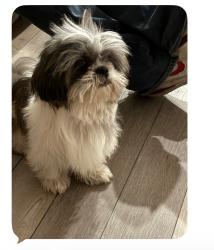 Lost Male Dog last seen Near 1354 treeta trl kyle, Kyle, TX 78640