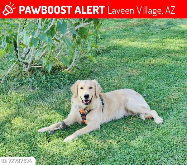 Lost Male Dog last seen 35th Ave and McNeil St , Laveen Village, AZ 85339