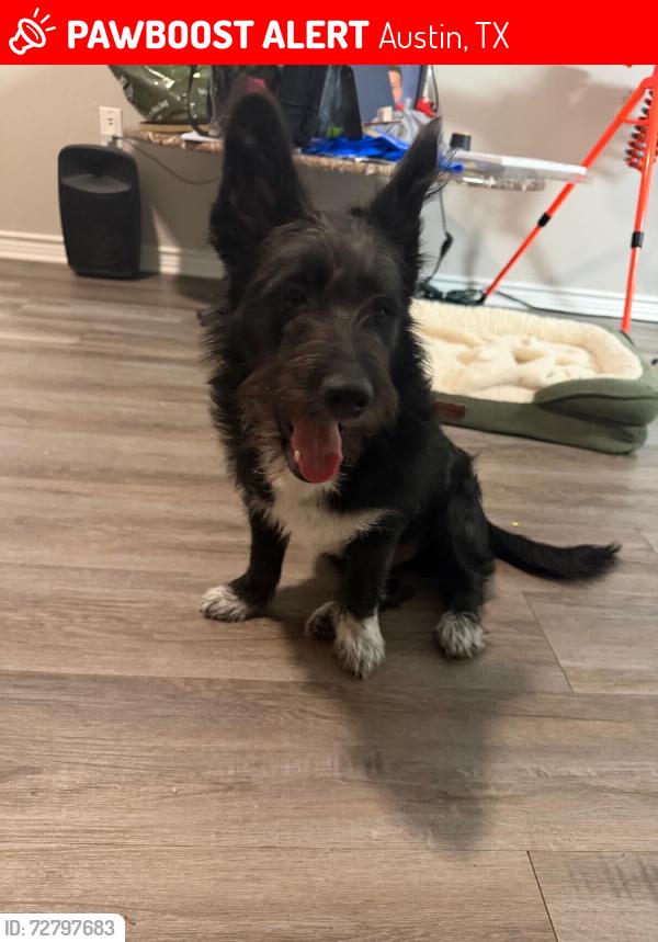 Lost Male Dog last seen Near Eiler Rd, Austin, TX 78719, Austin, TX 78719