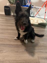 Lost Male Dog last seen Near Eiler Rd, Austin, TX 78719, Austin, TX 78719