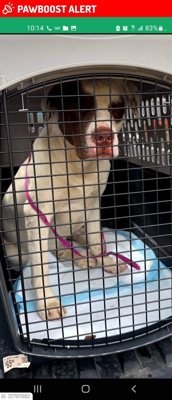 Lost Male Dog last seen Archibald and Church, Rancho Cucamonga, CA 91730