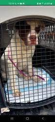 Lost Male Dog last seen Archibald and Church, Rancho Cucamonga, CA 91730