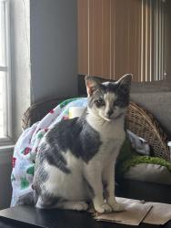 Lost Male Cat last seen Shepherd/Sundance Blv E. Near Brilliant Minds Academy, Mulberry, FL 33860