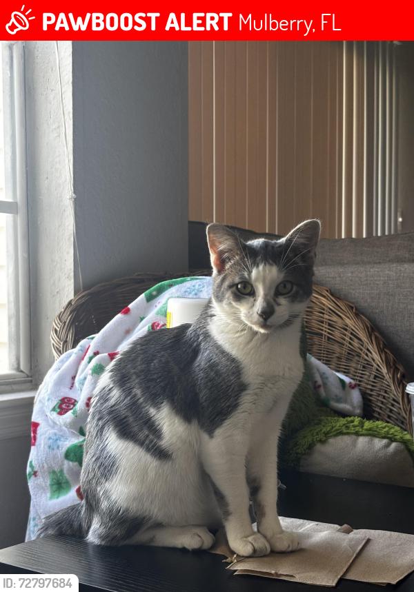 Lost Male Cat last seen Shepherd/Sundance Blv E. Near Brilliant Minds Academy, Mulberry, FL 33860