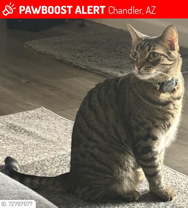 Lost Male Cat last seen Ray Rd and AZ Ave. A block west of McDonald’s , Chandler, AZ 85224