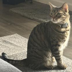 Lost Male Cat last seen Ray Rd and AZ Ave. A block west of McDonald’s , Chandler, AZ 85224