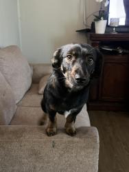 Lost Female Dog last seen Lost near La palapa store , San Diego, CA 92139