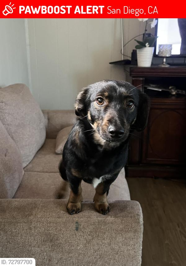 Lost Female Dog last seen Lost near La palapa store , San Diego, CA 92139