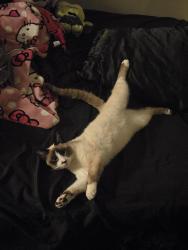 Lost Male Cat last seen 43rd ave Glendale , Glendale, AZ 85301