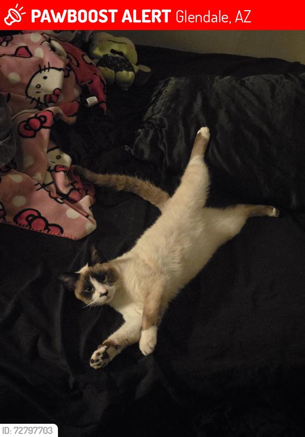 Lost Male Cat last seen 43rd ave Glendale , Glendale, AZ 85301