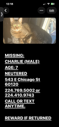 Lost Male Cat last seen E Chicago and S Porter , Elgin, IL 60120