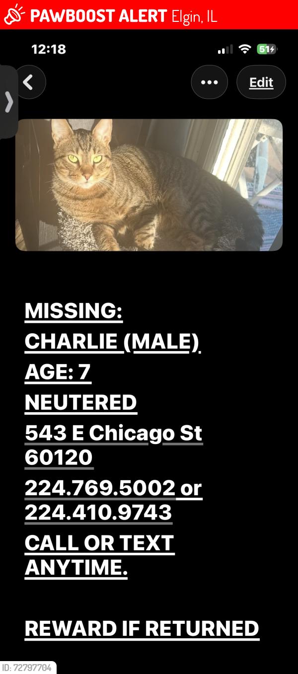 Lost Male Cat last seen E Chicago and S Porter , Elgin, IL 60120