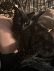 Lost Female Cat last seen brooke rd, deacon rd, caroway dr, boscobel rd, Fredericksburg, VA 22405